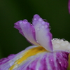 朝露と菖蒲