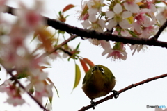 冬の桜とメジロ