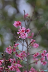 寒緋桜