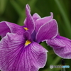 菖蒲の花