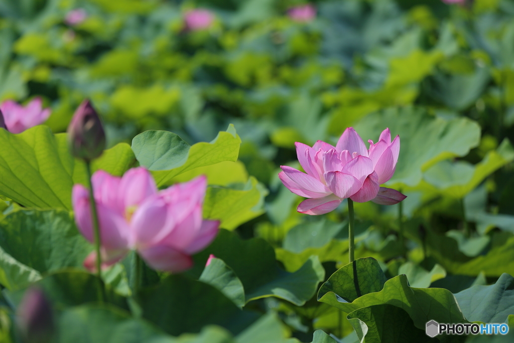 ハスの花