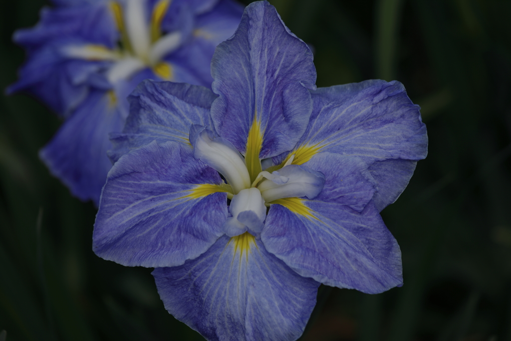 5月中旬の花菖蒲