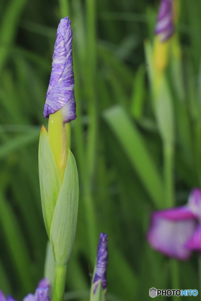 菖蒲の花