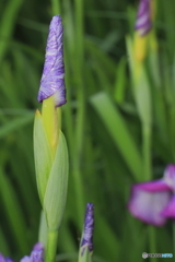 菖蒲の花