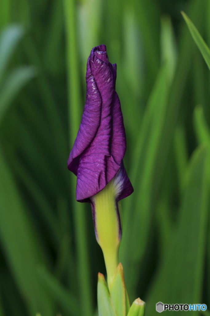 菖蒲の花