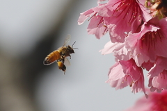 桜とミツバチ