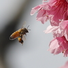 桜とミツバチ