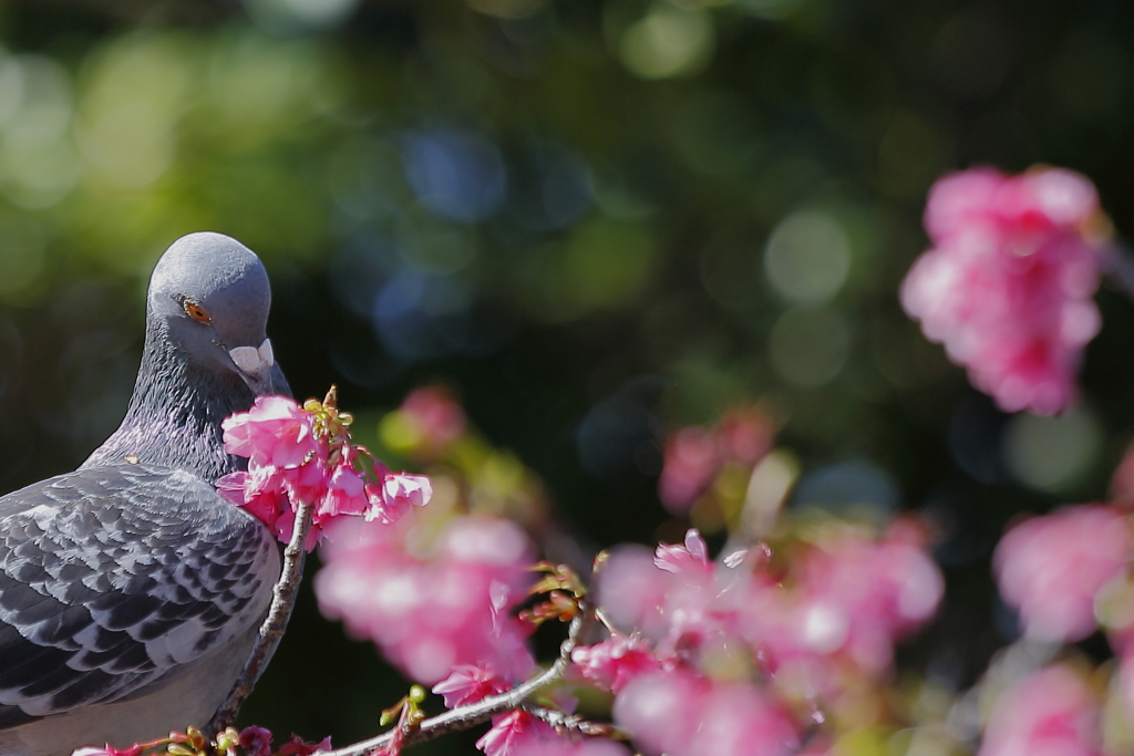 寒緋桜とハト