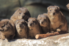 ﾊﾞｲｵﾊﾟｰｸの生き物たち