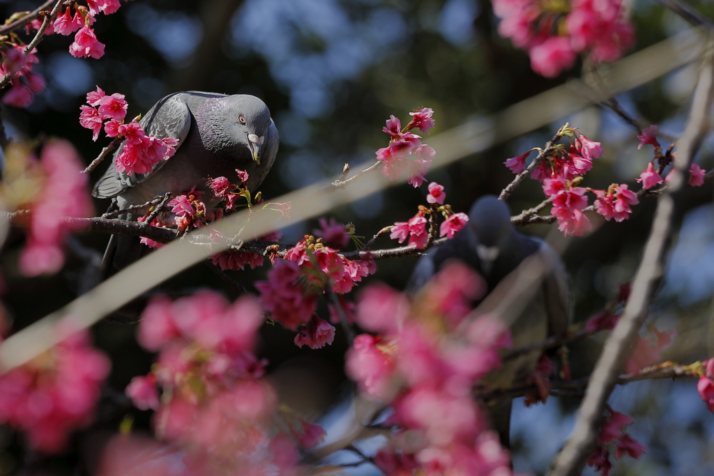 寒緋桜とハトのカップル