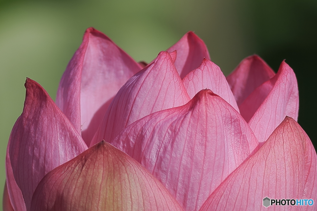 ハスの花