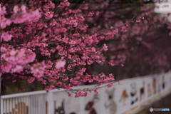 寒緋桜