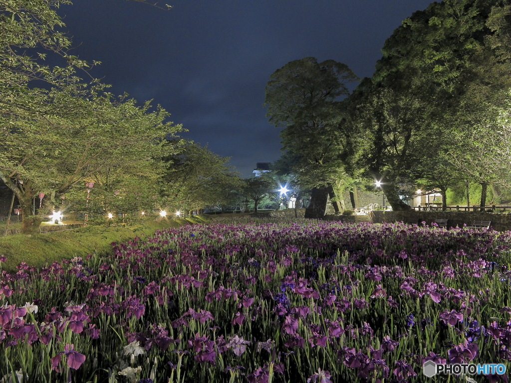 真夜中の花菖蒲畑