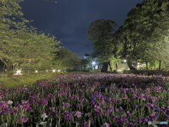 真夜中の花菖蒲畑