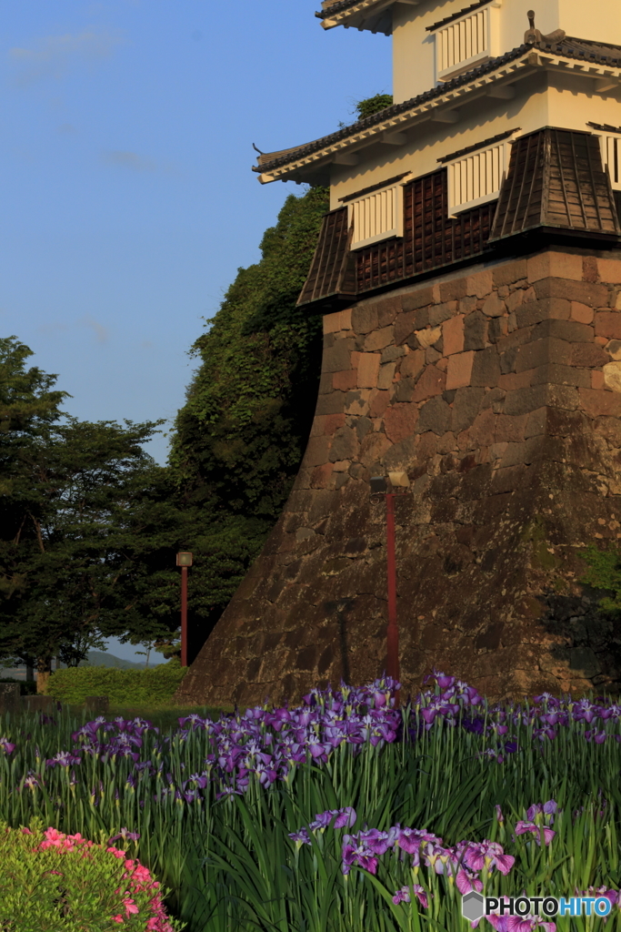 菖蒲の花
