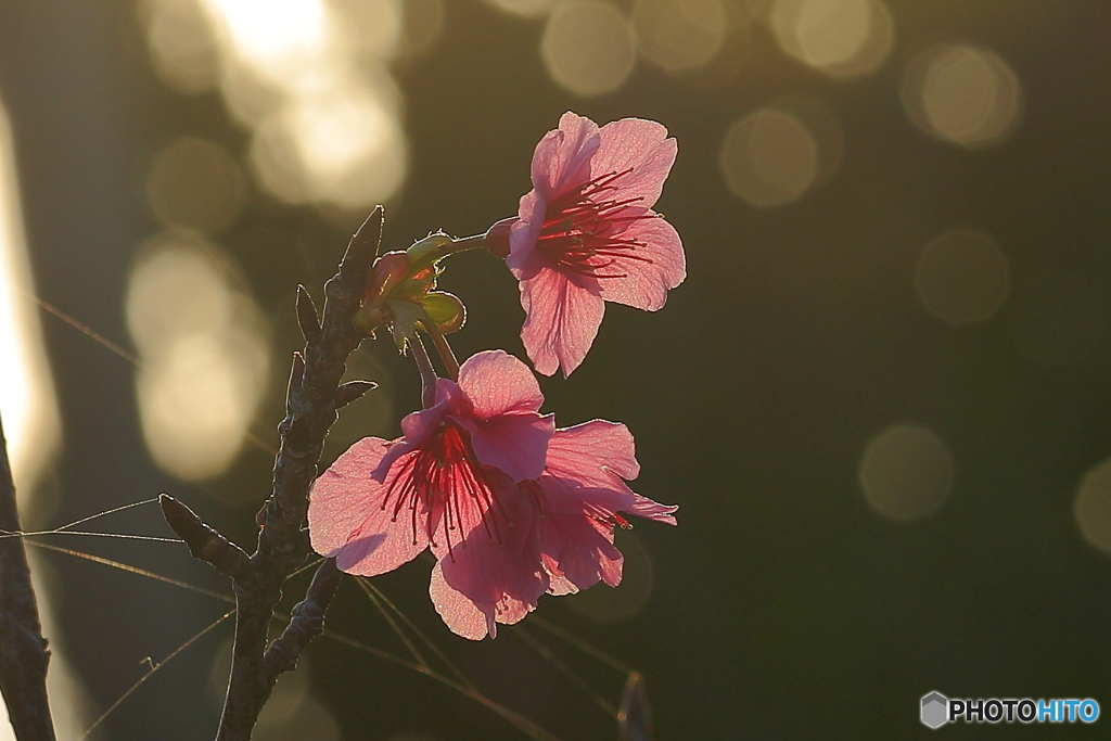 寒緋桜