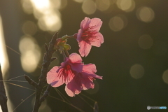 寒緋桜