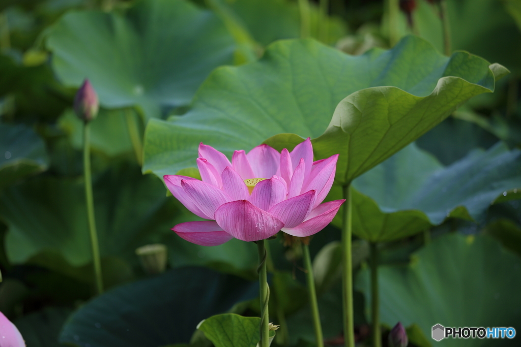 ハスの花