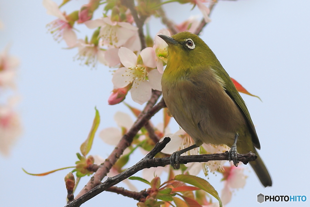 冬の桜とメジロ