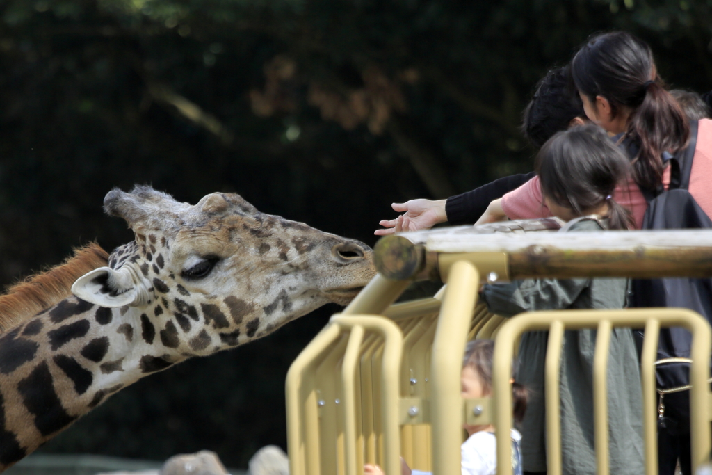 ｷﾘﾝに触れられる
