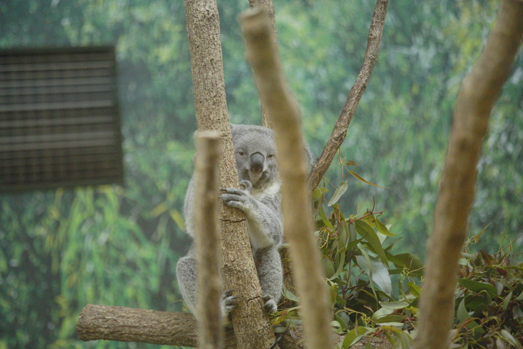 コアラのひょっこりさん