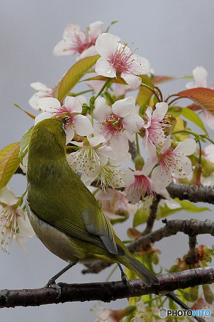 冬の桜とメジロ