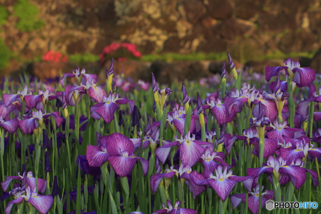 菖蒲の花