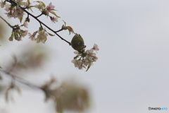 冬の桜とメジロ