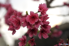 寒緋桜