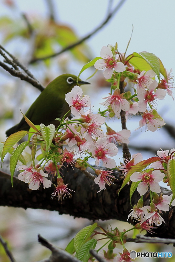 冬の桜とメジロ