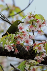 冬の桜とメジロ