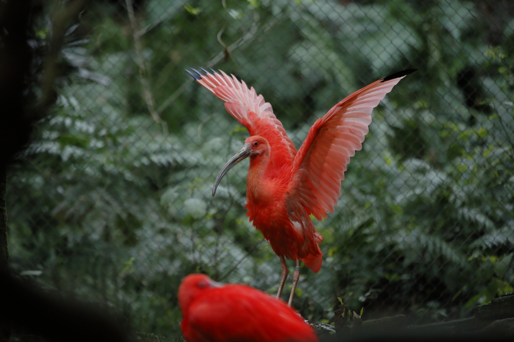 ｼｮｳｼﾞｮｳﾄｷ