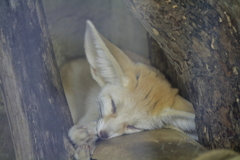 ﾊﾞｲｵﾊﾟｰｸの生き物たち