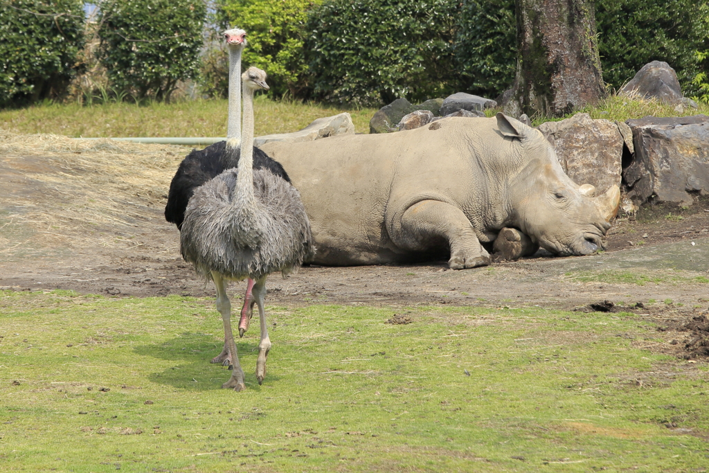 ﾀﾞﾁｮｳとｻｲが・・・