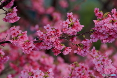 寒緋桜