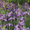 菖蒲の花