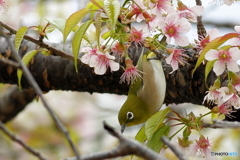 冬の桜とメジロ