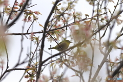 冬の桜とメジロ