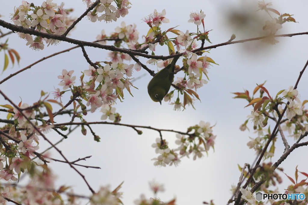 冬の桜とメジロ