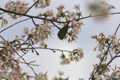 冬の桜とメジロ