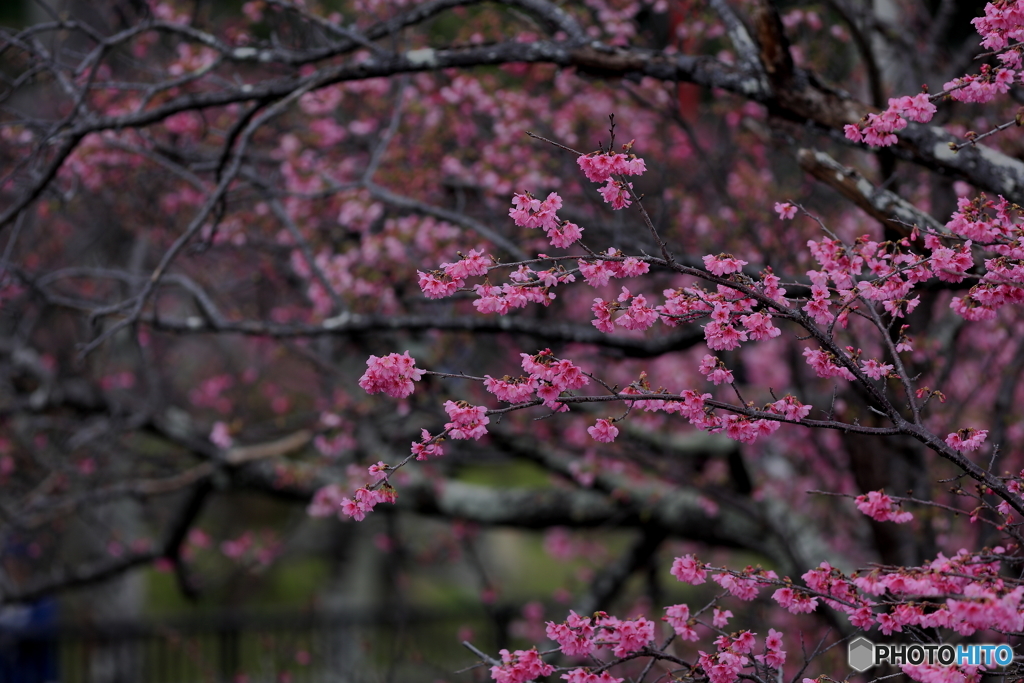 寒緋桜