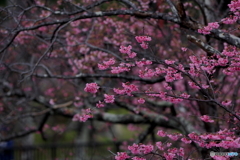 寒緋桜