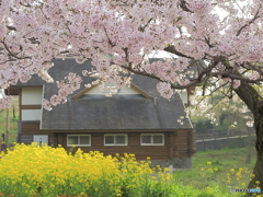 桜と菜の花