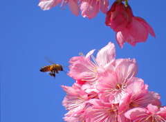 桜とﾐﾂﾊﾞﾁ