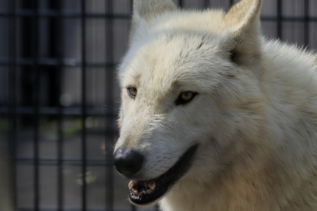 シンリンオオカミ