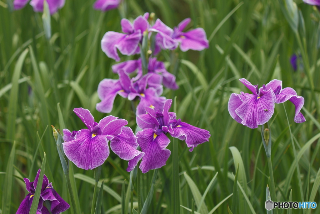 菖蒲の花