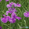 菖蒲の花