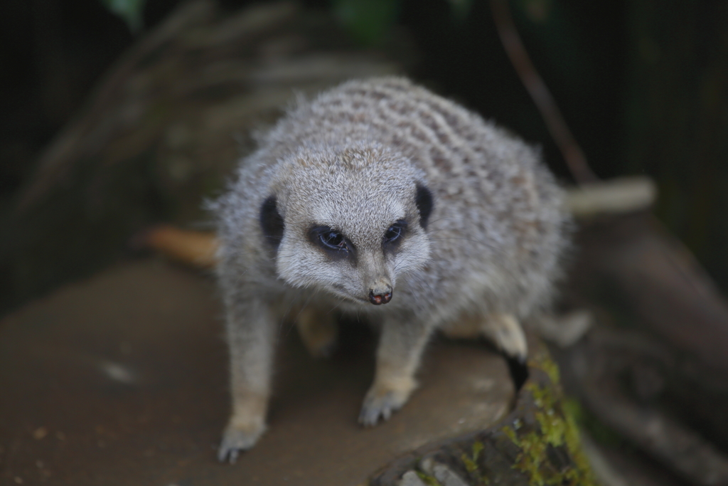 たぶん、お母さんミーア