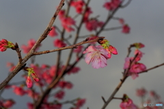 寒緋桜