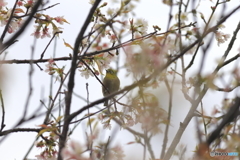 冬の桜とメジロ